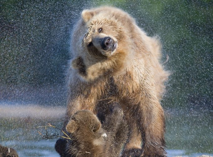 Wallpaper Bears, water, wash, National Geographics, Animals 58736148